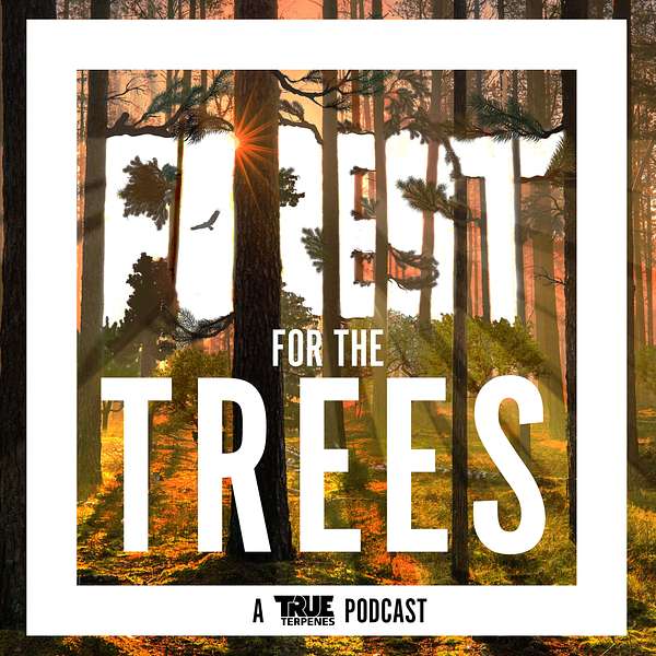 Forest For the Trees Podcast Artwork Image