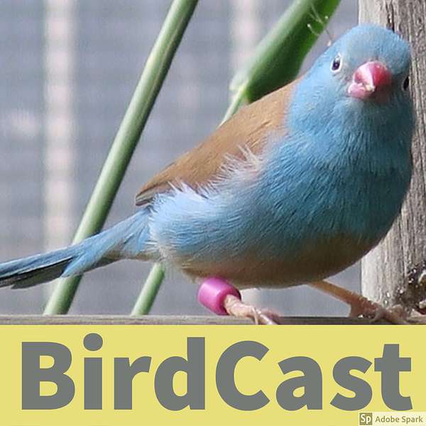 BirdCast Podcast Artwork Image