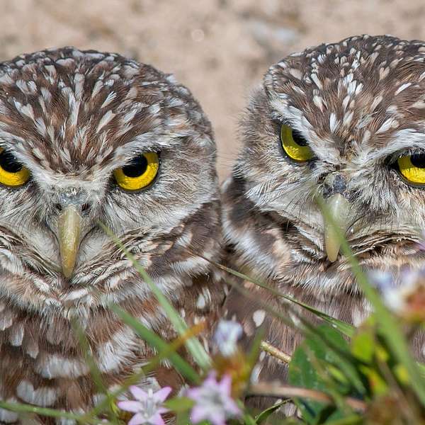 Wise Owls Podcast Artwork Image
