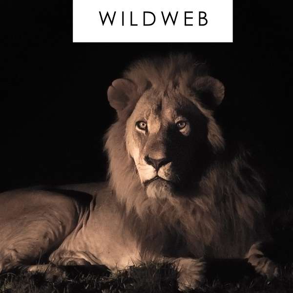Safaris Africa - WildWeb Podcast Artwork Image