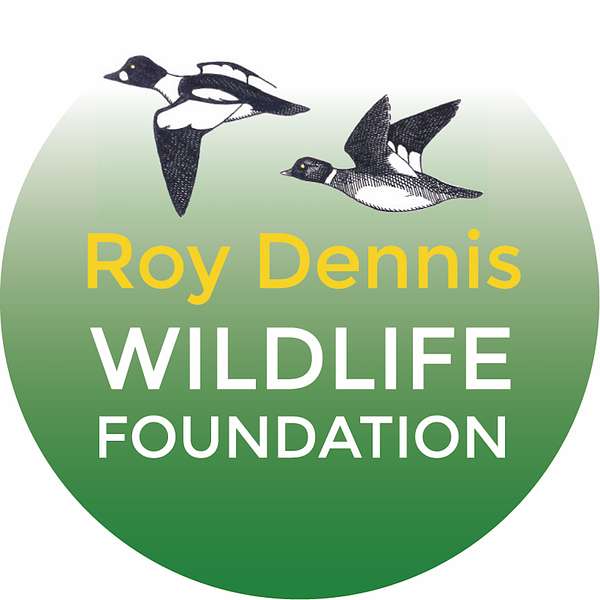 Roy Dennis Wildlife Foundation: hands-on conservation  Podcast Artwork Image