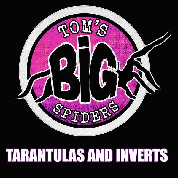 Tom's Big Spiders - Tarantulas and Inverts Podcast Artwork Image