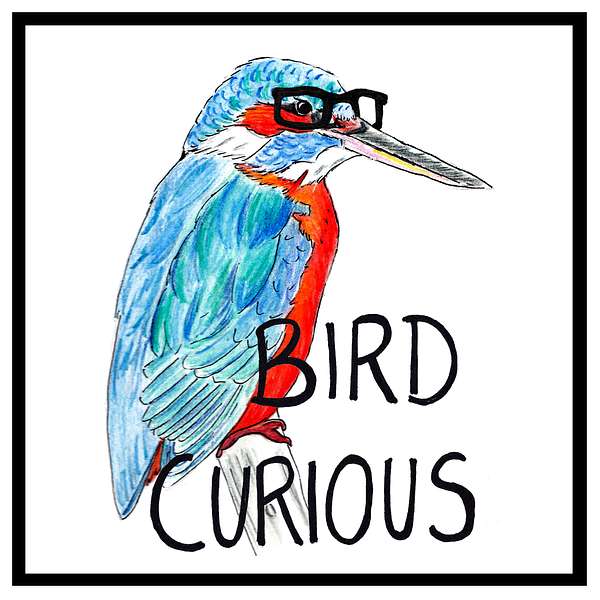 Bird Curious Podcast Artwork Image