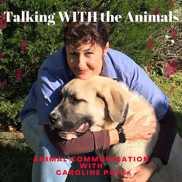 Talking WITH the Animals.    Animal Communication with Caroline Pope Podcast Artwork Image