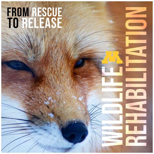 Wildlife Rehabilitation: From Rescue to Release Podcast Artwork Image