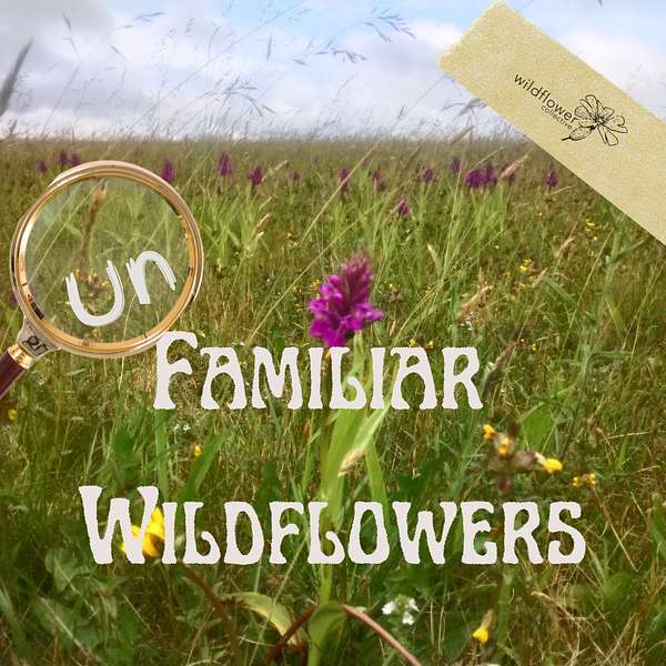 Unfamiliar Wildflowers Podcast Artwork Image