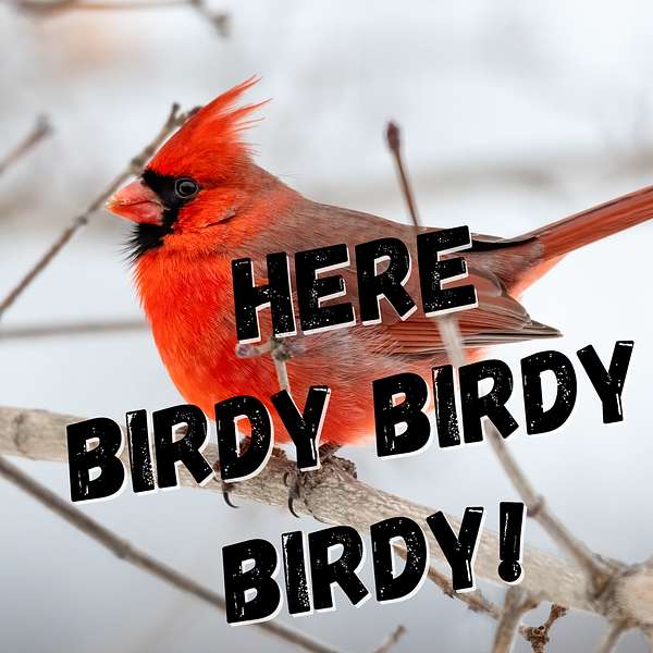 Here birdy birdy birdy! Podcast Artwork Image
