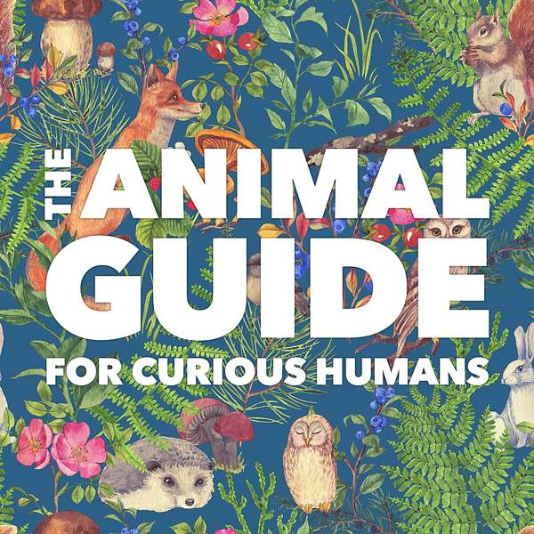 The Animal Guide for Curious Humans Podcast Artwork Image