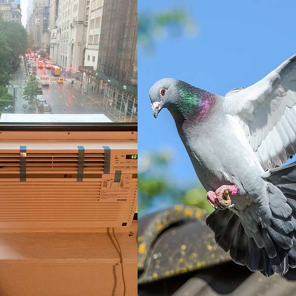 NYC PIGEON AIR CONDITIONER (New York City Window Air Conditioner Installation) Podcast Artwork Image