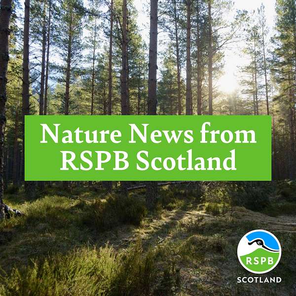 Nature News from RSPB Scotland Podcast Artwork Image