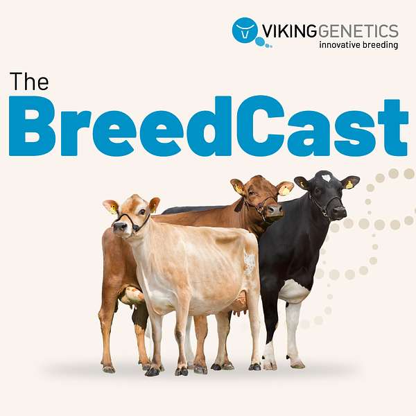 The BreedCast - innovative dairy breeding in your ears Podcast Artwork Image
