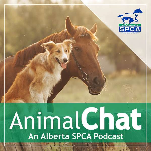 AnimalChat - An Alberta SPCA Podcast Podcast Artwork Image
