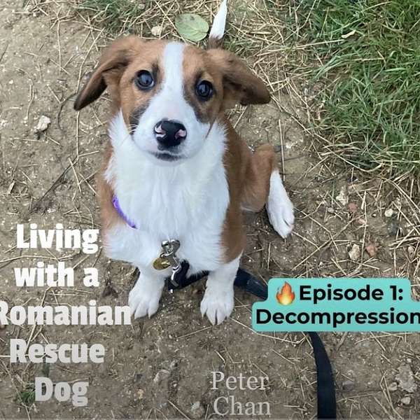 Living with a Romanian rescue dog Podcast Podcast Artwork Image