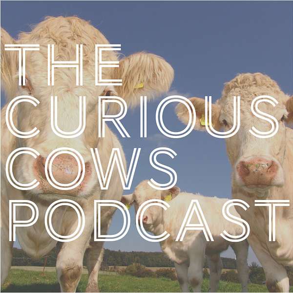 Curious Cows Podcast Artwork Image