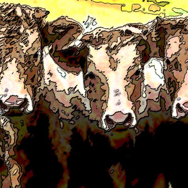 Follow The Herd Podcast Artwork Image