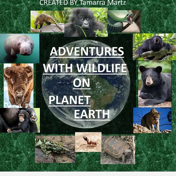 ADVENTURES WITH WILDLIFE ON PLANET EARTH  Podcast Artwork Image